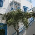 Dovoleny/Tunisko_2009/Sidi_Bou_Said,darf2849590.jpg