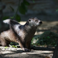 Vylety/2019-09-15_ZOO_Praha,IMG_0059.jpg