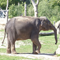 Vylety/2019-09-15_ZOO_Praha,IMG_0087.jpg