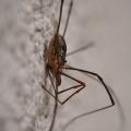 Zviratka/Opiliones,img_2093.jpg