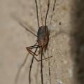 Zviratka/Opiliones,img_2358.jpg