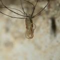 Zviratka/Opiliones,img_2493.jpg