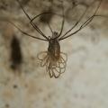 Zviratka/Opiliones,img_2496.jpg