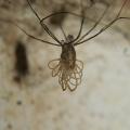 Zviratka/Opiliones,img_2497.jpg