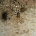 Zviratka/Opiliones,img_2498.jpg