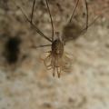 Zviratka/Opiliones,img_2499.jpg