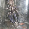 Zviratka/Sklipkani/2010-10-17---pareni-Poecilotheria-metallica,_MG_9567.JPG